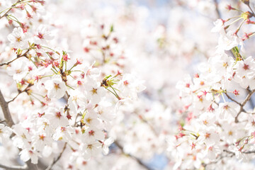 Close up Cherry blossom with blurry white  copy space background