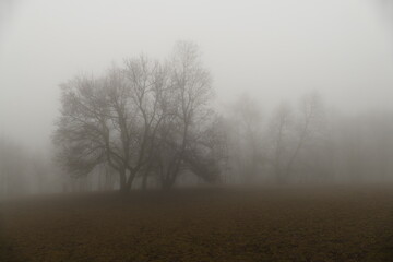 Obraz na płótnie Canvas Misty mood in the foggy forest