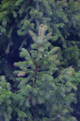 A branch of a green spruce in nature
