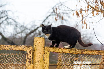 A wild cat on a yellow fence. Autumn