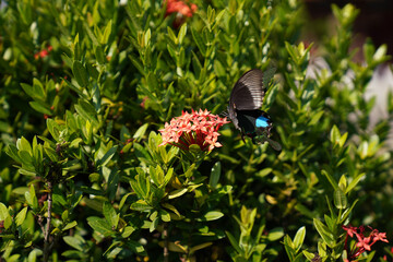 Fototapeta premium Papilio Helenus, the red Helen, is a large swallowtail butterfly 