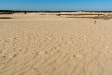 Walking trails in Dutch national park Loonse en Drunense duinen with yellow sandy dunes, pine tree forest and dried old desert plants