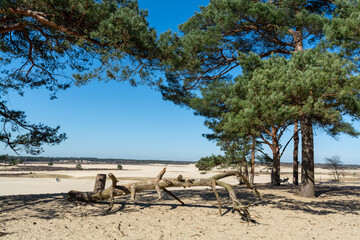 Walking trails in Dutch national park Loonse en Drunense duinen with yellow sandy dunes, pine tree forest and dried old desert plants