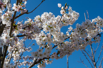 White spring blossom of cherry tree on fruit orchards