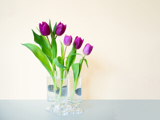 Colorful still life 5 pink purple tulips,curved green leaves,separate transparent stemmed glasses in middle of beige gray backdrop.Modern minimalistic interior poster,copy space,soft selective focus