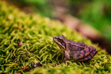 frog in the grass