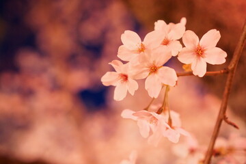 満開の夜桜　ライトアップ