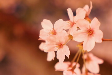 満開の夜桜　ライトアップ