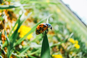 Ladybug sits on green grass. Macro photography. Green bokeh background of littered horizon