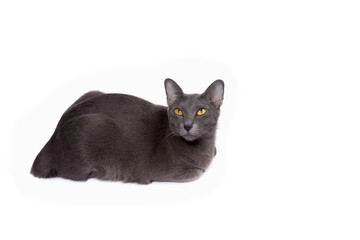 Cute gray cat or Thai Korat cat Crouching and looking at the camera isolated on white background.