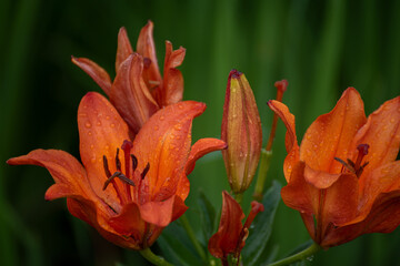 Water droplets on Lilium bulbiferum