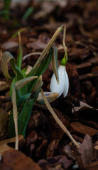 Einzelnes Schneeglöckchen