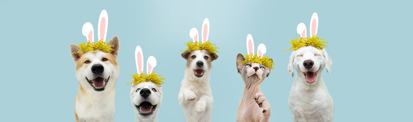 Banner happy easter pets cat and dog spring. Funny  cat and dogs wearing bunny ears and floral crown.Isolated on blue colored background.