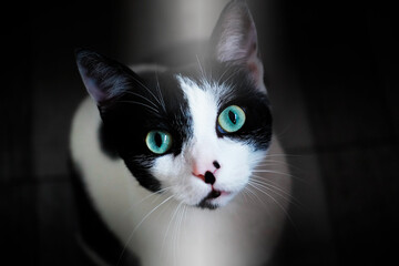 Cat with green eyes looking at the camera 