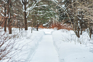 Snow-covered path for walking in the winter park. An empty pedestrian road surrounded by snow-covered trees.