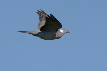Common Wood Pigeon (Columba palumbus) flying in the blue sky