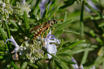 European paper wasp (Polistes dominula)