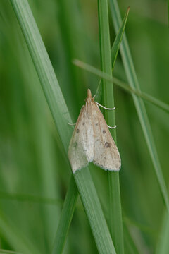 Moth (Botys chiffr&eacute; (Udea numeralis)) on a blade of grass