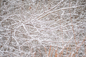Dense weaves of bush branches in winter under the snow.
