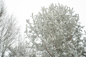 Coniferous trees in the forest during a snowfall. Normal winter weather in nature.