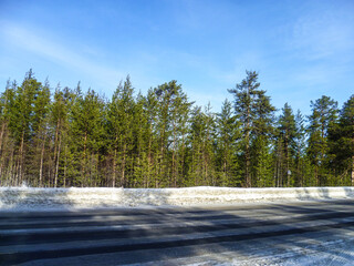 Small pines grow along a winter road in northern Russia.