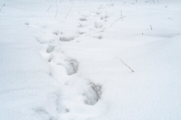 A chain of human footprints in deep snow