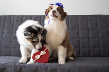 Two Australian shepherd puppy dog on couch with with heart box. Valentine. Bow