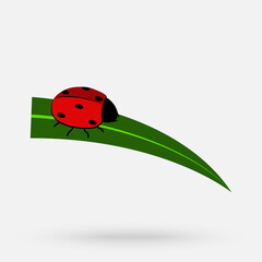 Ladybug. Wallpaper free space for text. Red ladybug on the leaf.