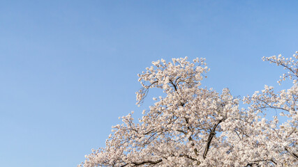 綺麗な青空と満開の桜の春の風景