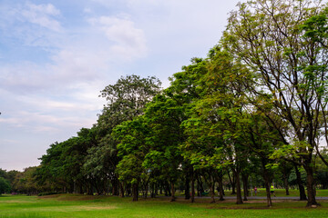 Fototapeta na wymiar Green meadow grass in city public park sky witrh cloud