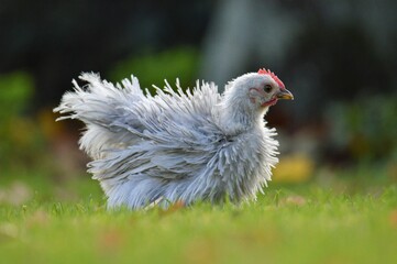 Pekin frizzle chicken chick in the grass