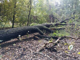 Gefallener Baum, entwurzelt