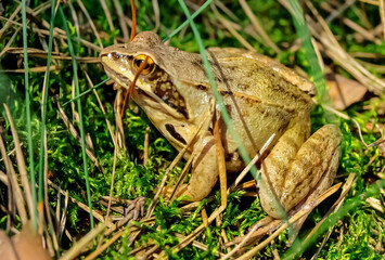 Lake frog lurking in the grass