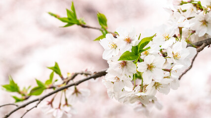 かわいい葉桜の接写