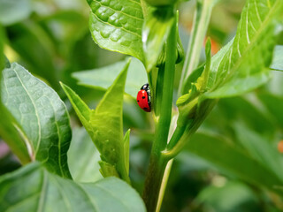 Ladybug sits on a dahlia stem