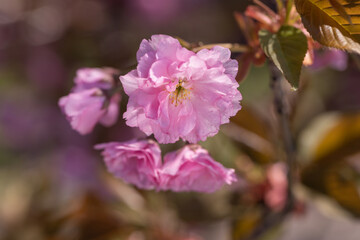 Fototapeta na wymiar Spring tree with sakura pink flowers.