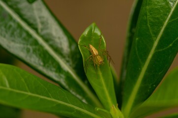 A small spider on the natural green leaf