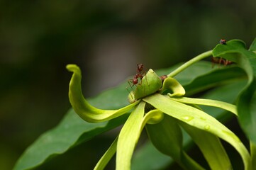 An ant on a cananga odorata flower