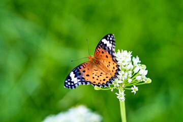 Fototapeta premium butterfly on flower