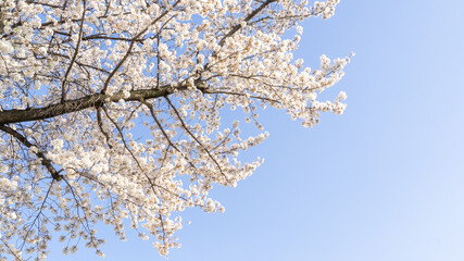 綺麗な青空と満開の桜の春の風景