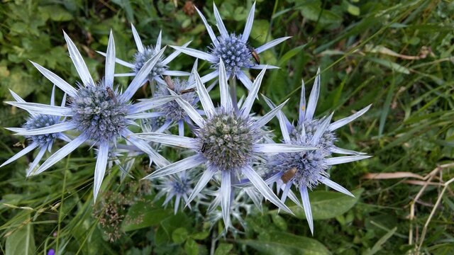 Algunos insectos pasean sobre las flores y p&uacute;as del Cardo Blanco (Eryngium bourgatii) en un pedregal de alta monta&ntilde;a del Parque Nacional de Ordesa, Espa&ntilde;a