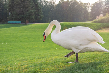 Wild swan walking on green grass