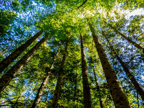 Los troncos, las ramas y las hojas de las hayas forman un dosel en el bosque del Parque Nacional de Ordesa, en los Pirineos espa&ntilde;oles