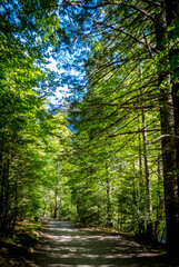Un camino penetra en un bosque de hayas en el Parque Nacional de Ordesa y Monte Perdido, en el Pirineo español