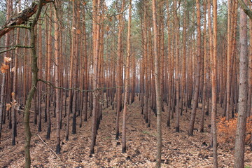 Bäume nach Waldbrand
