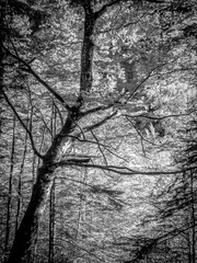 Imagen en blanco y negro infrarrojo del tronco, las ramas y las hojas de las hayas en el Parque Nacional de Ordesa, en los Pirineos españoles