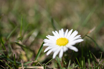 Margerytki w trawie