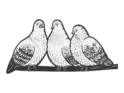 7,721 BEST Dove Birds Images IMAGES, STOCK PHOTOS & VECTORS | Adobe Stock