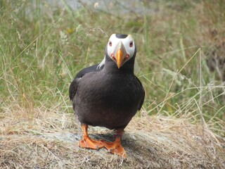 atlantic puffin