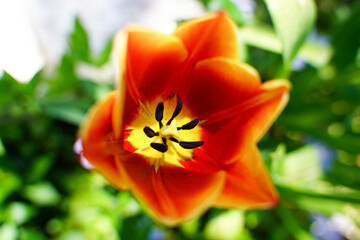 Tulip flower red and yellow in garden green background. Macro close up undocused effect. Details with pistil, stamen, filament, stigma and petals. Concept of beauty, spring, colorfull, romantic, love 